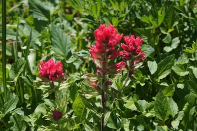 Castilleja parviflora, photographed by Henggang Cui