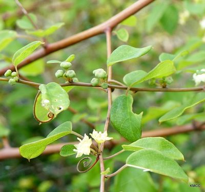 Helinus integrifolius, photographed by Romer N. Rabarijaona
