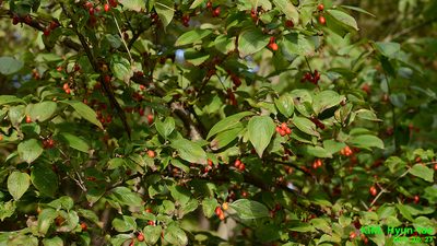 Cornus officinalis, photographed by Kim, Hyun-tae