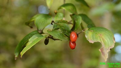 Cornus officinalis, photographed by Kim, Hyun-tae