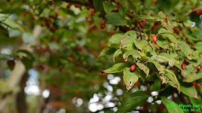 Cornus officinalis, photographed by Kim, Hyun-tae