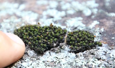 Ptychomitrium crispatum, photographed by Tony Rebelo