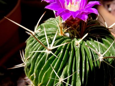 Stenocactus lamellosus, photographed by Alexis López Hernández