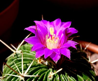 Stenocactus lamellosus, photographed by Alexis López Hernández