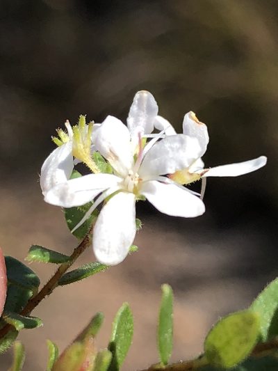 Agathosma planifolia, photographed by Dave U