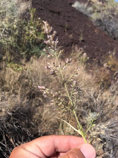 Cottea pappophoroides, photographed by Cecelia Alexander