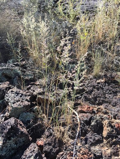 Cottea pappophoroides, photographed by Cecelia Alexander