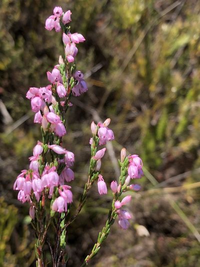 Erica palliiflora, photographed by Dave U