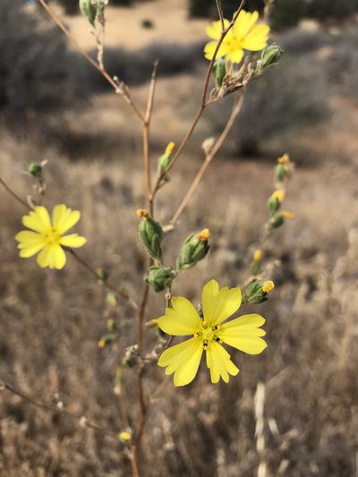 Lagophylla glandulosa, photographed by Dee Shea Himes