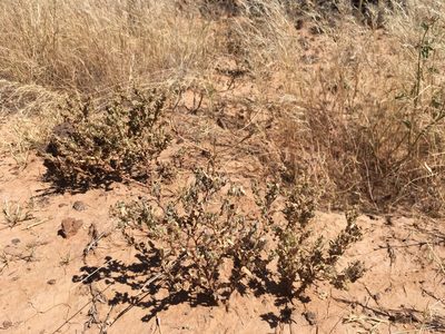 Atriplex elegans, photographed by Cecelia Alexander