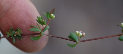 Adenogramma lichtensteiniana, photographed by Tony Rebelo