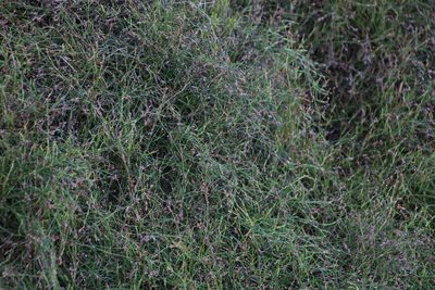 Anthochortus crinalis, photographed by Tony Rebelo