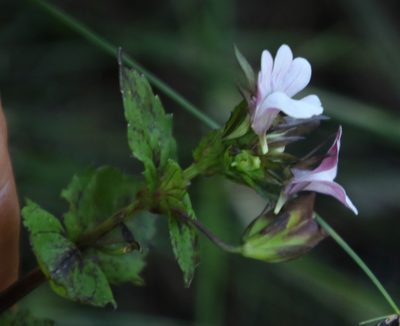 Nemesia macrocarpa, photographed by Tony Rebelo
