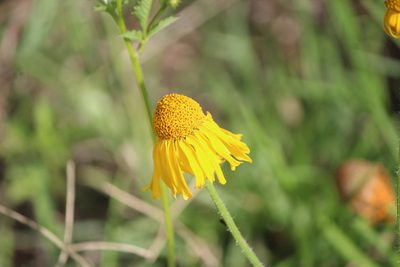 Hybridella globosa, photographed by José Belem Hernández Díaz