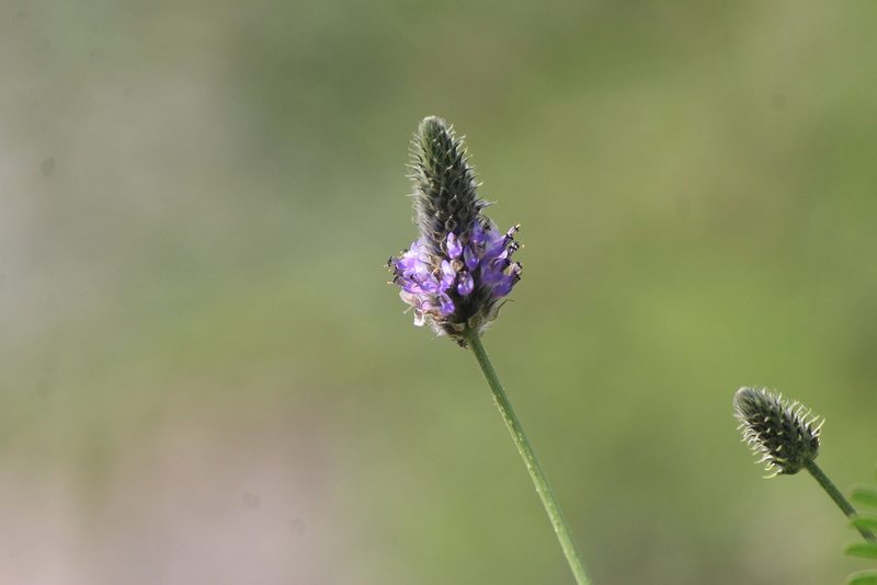 Dalea foliolosa, photographed by José Belem Hernández Díaz