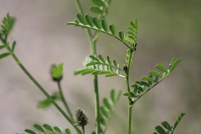 Dalea foliolosa, photographed by José Belem Hernández Díaz