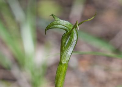 Pterostylis foliata, photographed by Rolf Lawrenz