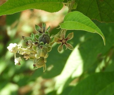 Croton alamosanus, photographed by Francisco Farriols Sarabia