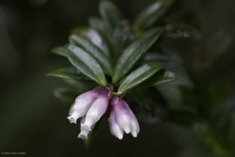 Cavendishia capitulata, photographed by Ken-ichi Ueda