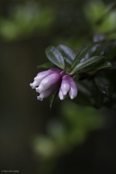 Cavendishia capitulata, photographed by Ken-ichi Ueda