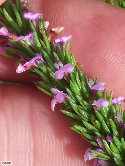 Muraltia mitior, photographed by Chris Vynbos