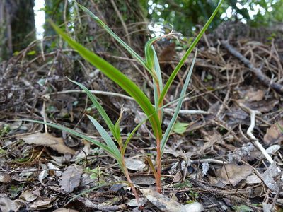 Pterostylis cardiostigma, photographed by Jacqui Geux