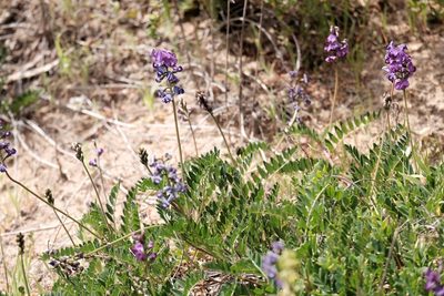 Swainsona lessertiifolia, photographed by Peter Crowcroft