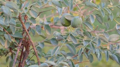 Maerua edulis, photographed by i_c_riddell