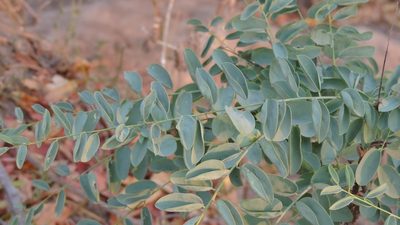 Maerua edulis, photographed by i_c_riddell