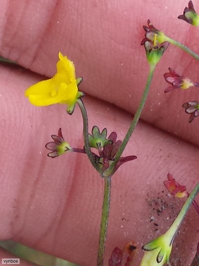 Hemimeris sabulosa, photographed by Chris Vynbos