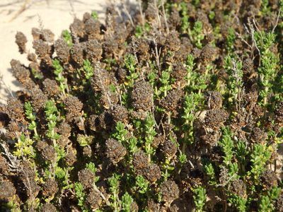 Thymus carnosus, photographed by Duarte Frade
