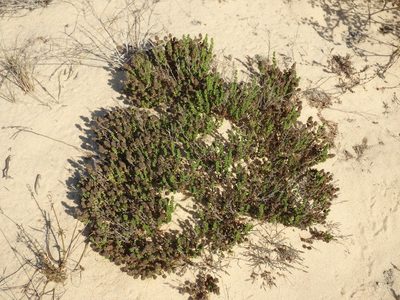 Thymus carnosus, photographed by Duarte Frade