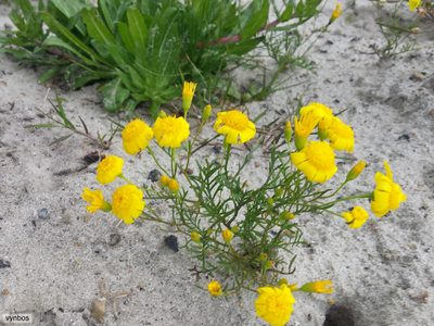 Steirodiscus tagetes, photographed by Chris Vynbos