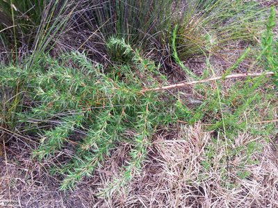Cliffortia longifolia, photographed by Chris Vynbos