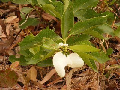 Coelospermum decipiens, photographed by coenobita