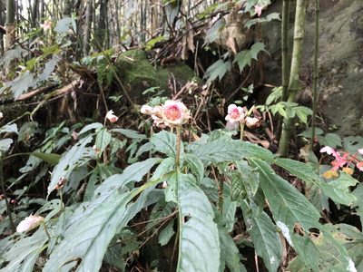 Hemiboea bicornuta, photographed by Cheng-Tao Lin