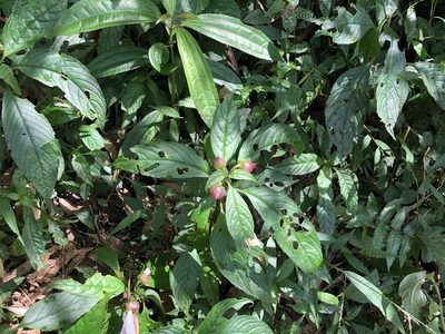 Hemiboea bicornuta, photographed by Cheng-Tao Lin