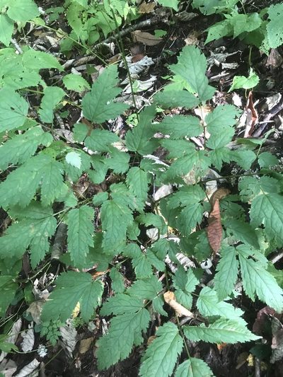 Actaea podocarpa, photographed by Alan Weakley
