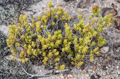 Oedera sedifolia, photographed by magriet b