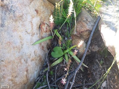 Lachenalia fistulosa, photographed by Chris Vynbos