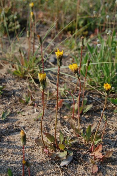 Sonchus bulbosus, photographed by Josep Gesti