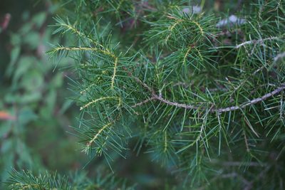 Juniperus rigida, photographed by harum.koh