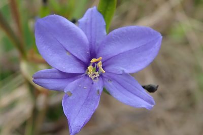 Aristea torulosa, photographed by Peter Warren
