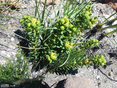 Clutia polygonoides, photographed by Chris Vynbos