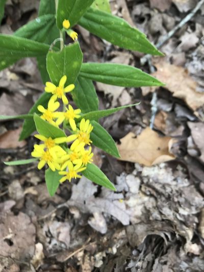 Solidago buckleyi, photographed by Miranda Kohout