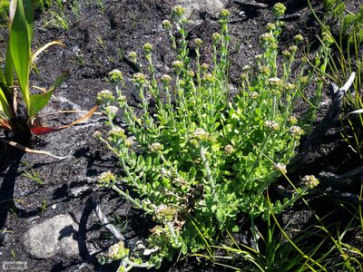 Pseudoselago peninsulae, photographed by Chris Vynbos