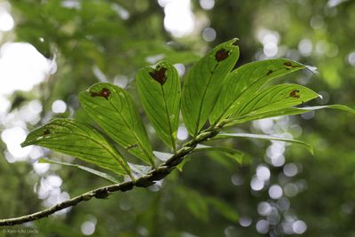 Columnea consanguinea, photographed by Ken-ichi Ueda