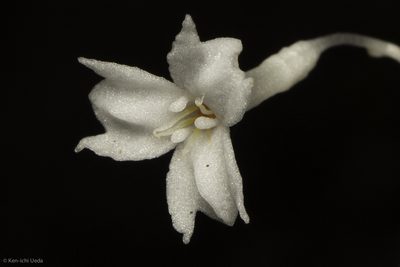 Gymnosiphon suaveolens, photographed by Ken-ichi Ueda