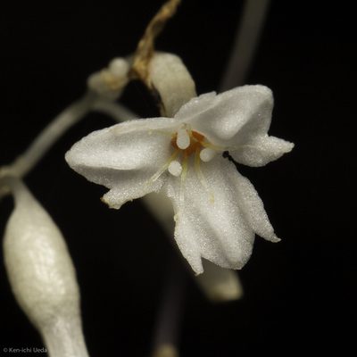 Gymnosiphon suaveolens, photographed by Ken-ichi Ueda