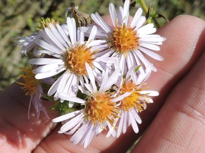 Symphyotrichum eulae, photographed by Sam Kieschnick